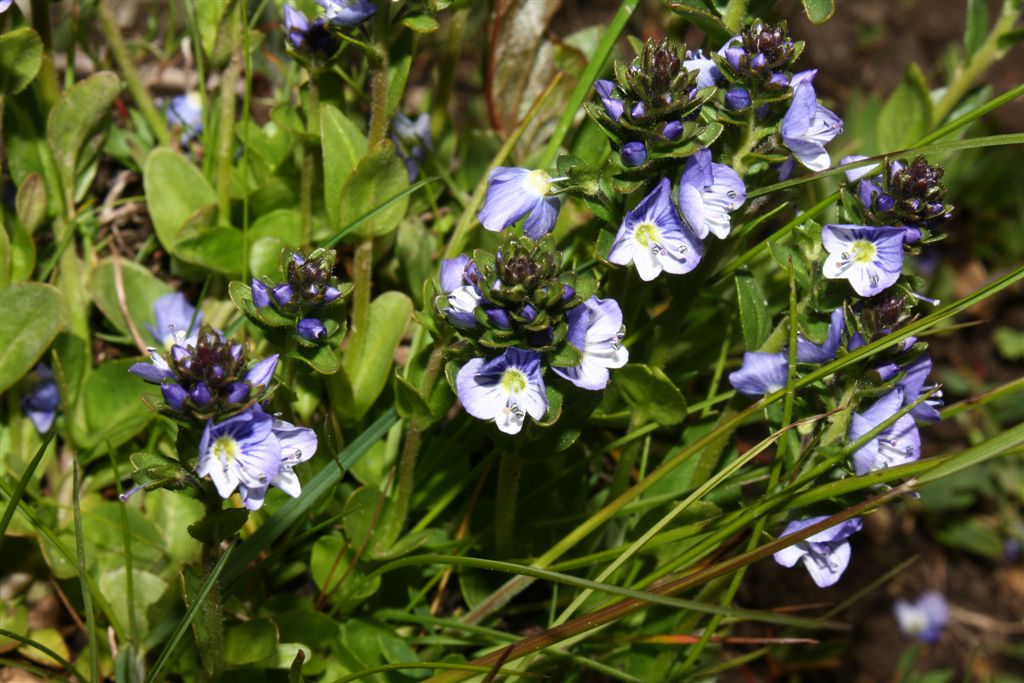 Veronica serpyllifolia subsp. humifusa